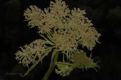 Selinum wallichianum